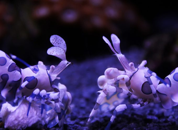 Wallpaper Harlequin Shrimp, Seattle Aquarium, USA, underwater, diving, tourism, water, purple, World&416488907